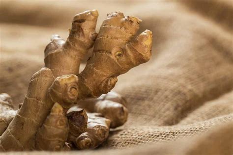 kırmızı ginseng nasıl kullanılır.